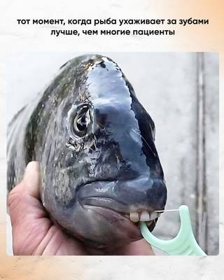 Клинический случай для вашего ресепшена.